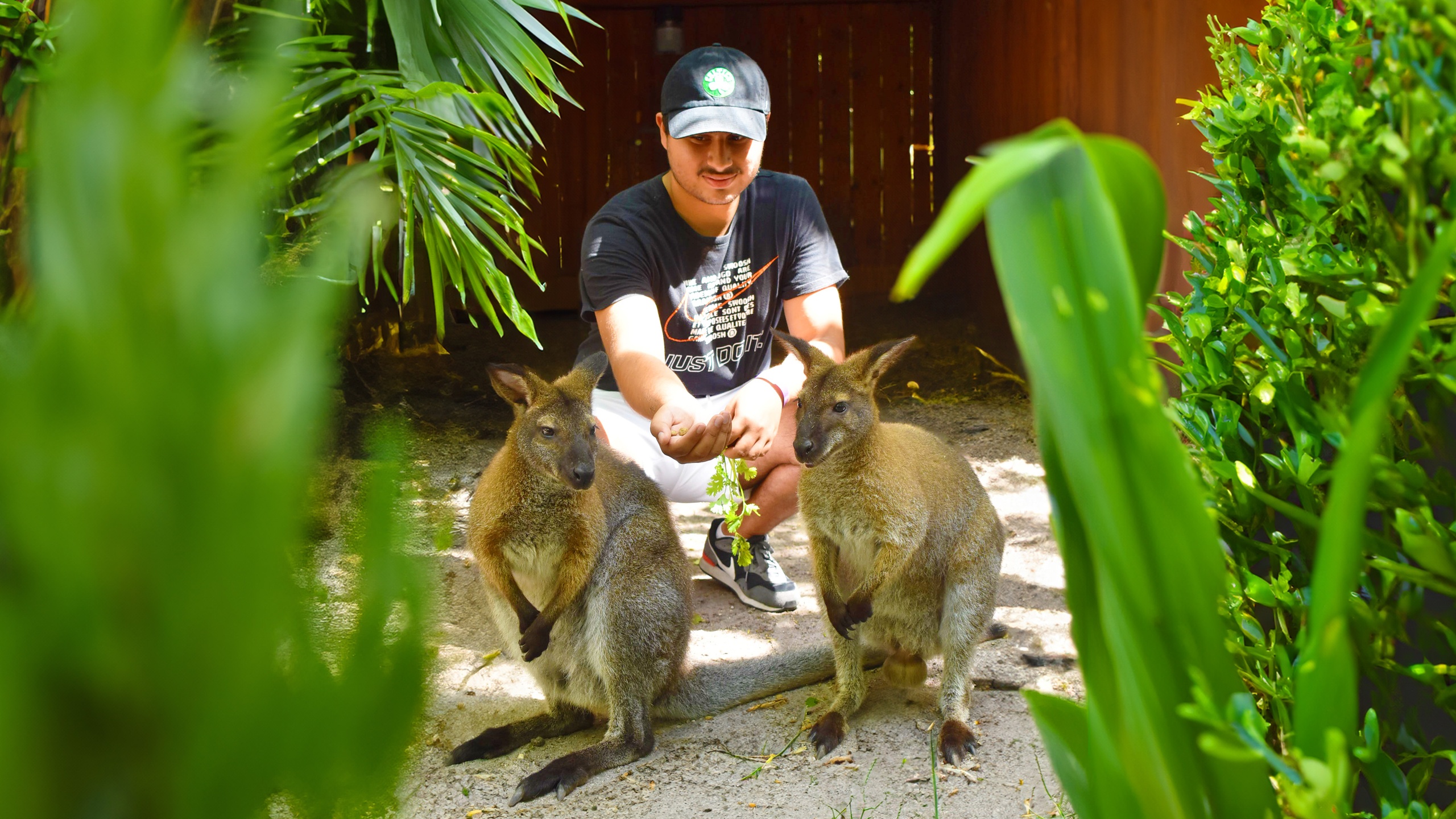 Wallaby Encounter