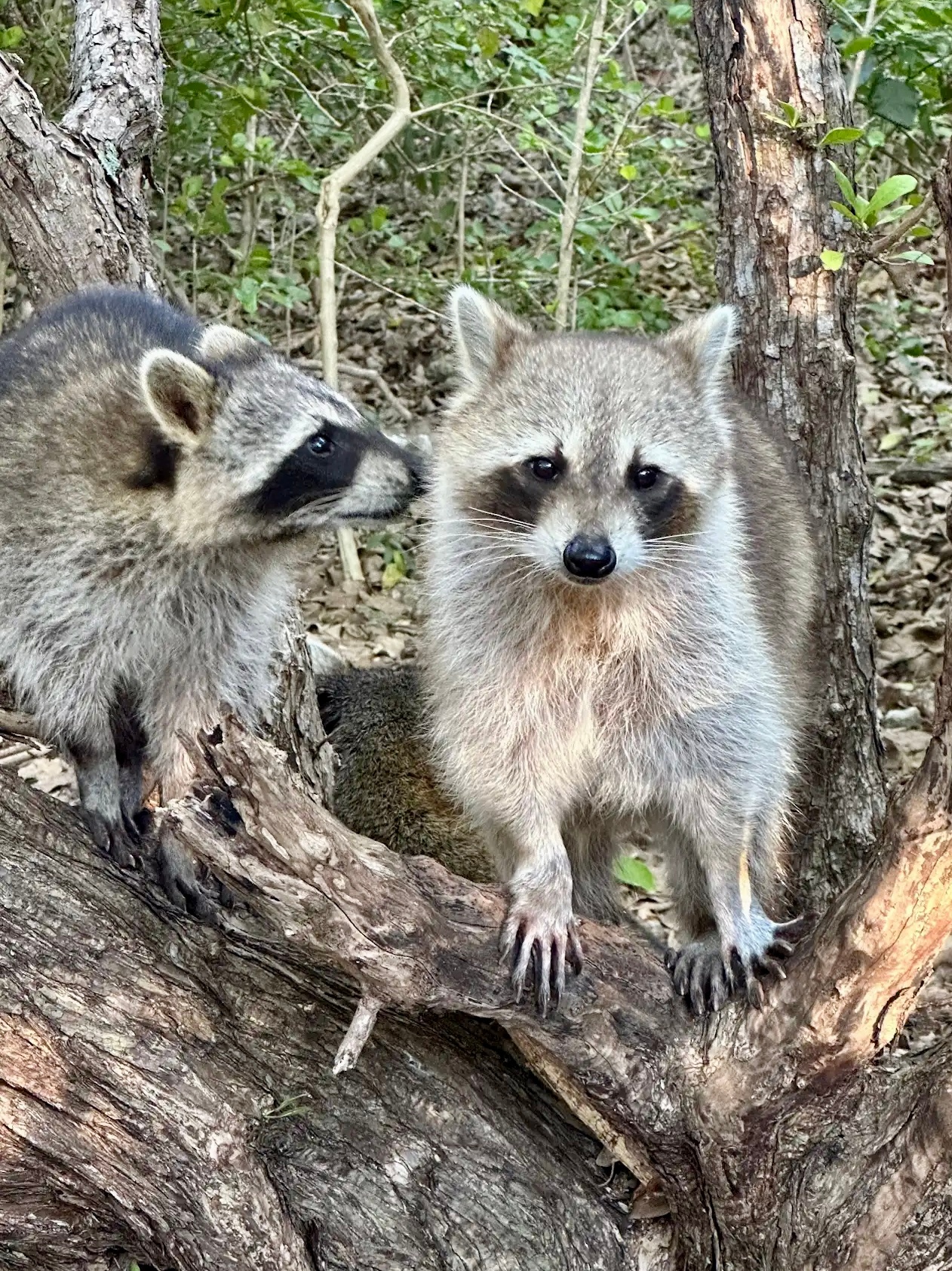 Raccoon Island Miami