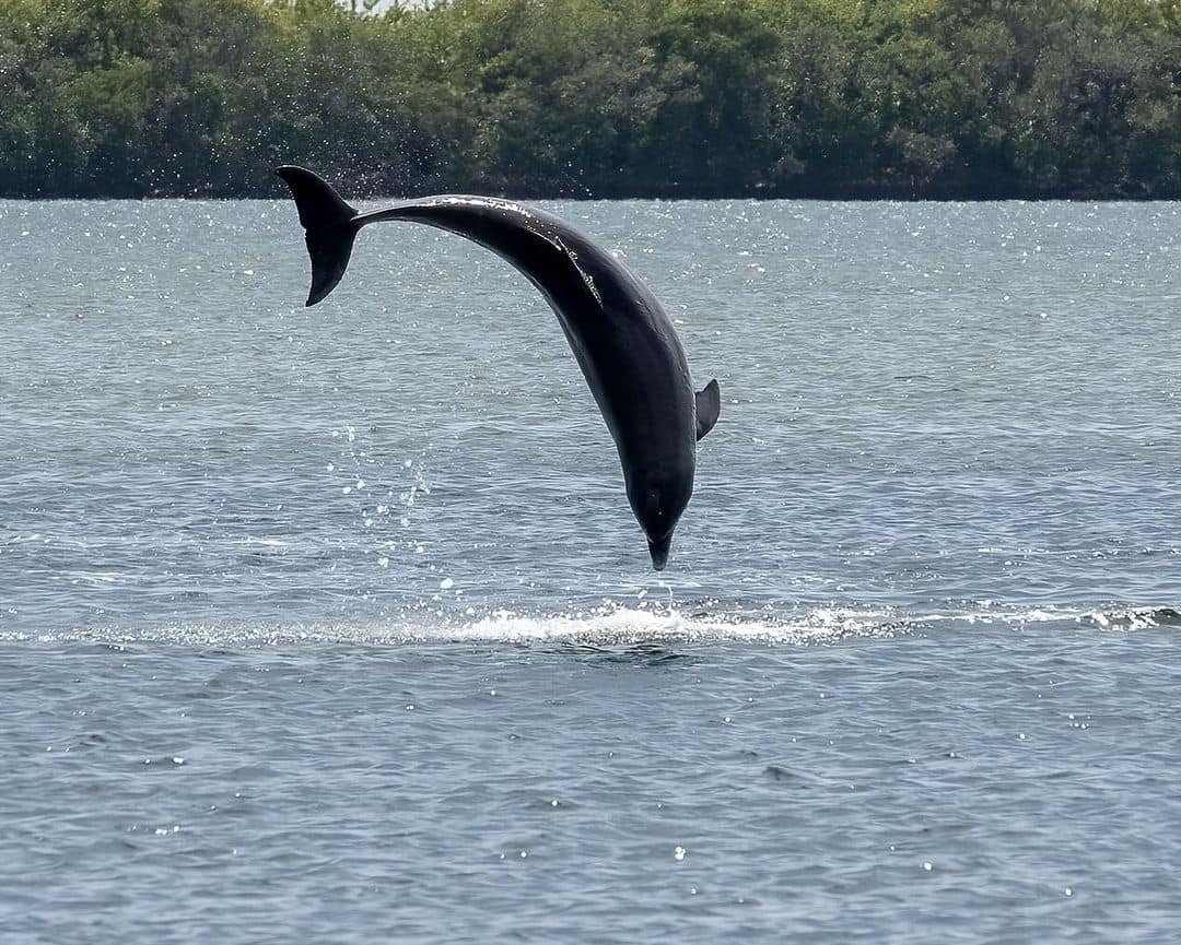 Dolphin Spotting Sail