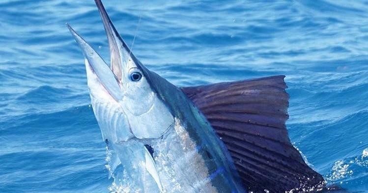 3/4 Day Deep Sea Fishing